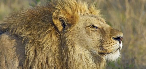 Sol em Leão: Texto sobre astrologia para os próximos dias. Na imagem, o rosto de um leão.