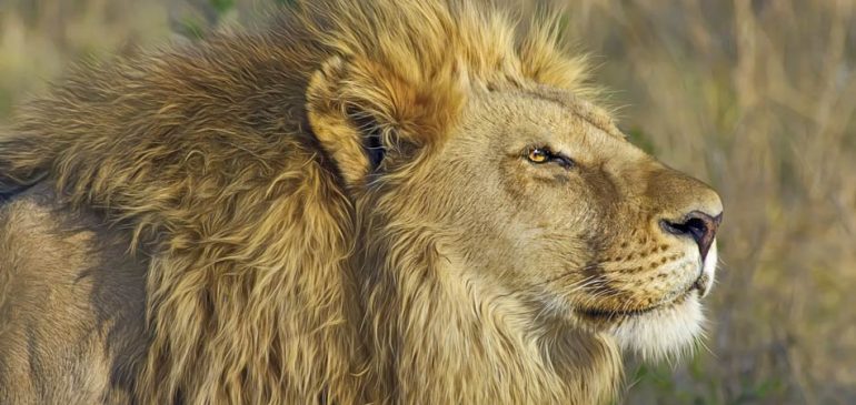 Sol em Leão: Texto sobre astrologia para os próximos dias. Na imagem, o rosto de um leão.